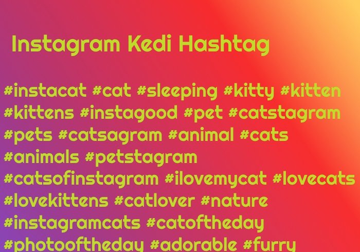 Instagram Kedi Hashtag'i