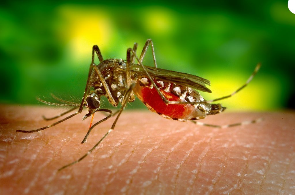 sivrisinek koruma webhakim